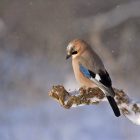 Blue Jay Bird